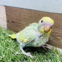 宝石のような美しさのビューティーちゃん💚セキセイインコのパステルカラーレインボー🌈