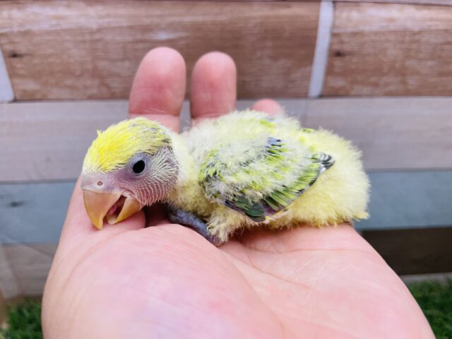 コザクラインコ（小桜インコ）