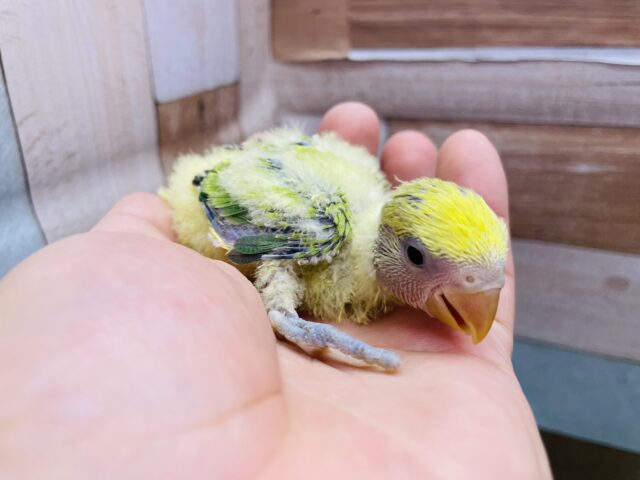 コザクラインコ（小桜インコ）