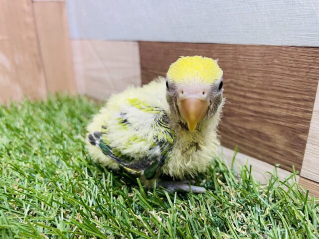 わたわたいっぱいキューティーこざッ❣️コザクラインコのタイガーチェリー！！