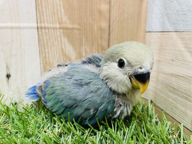 ふんわり感がたまらなく可愛いですっ😍コザクラインコのブルーチェリー！！