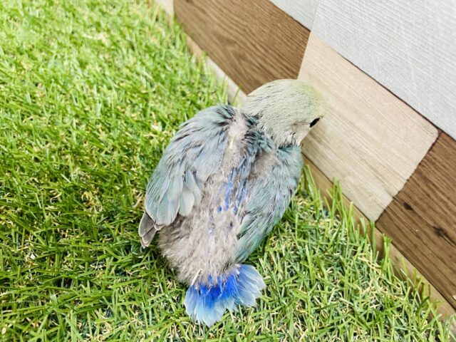 コザクラインコ（小桜インコ）