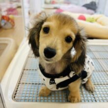 超ホヤホヤ最新画像✨モルモットじゃないよ！？わんちゃんだよ🐶ミニチュアダックスちゃん！