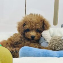 超ホヤホヤ最新画像✨僕の可愛さに覚悟してね♥トイプードルくん！