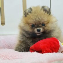 クマ？タヌキ？レッサーパンダ？全部不正解♥ポメラニアンちゃん！