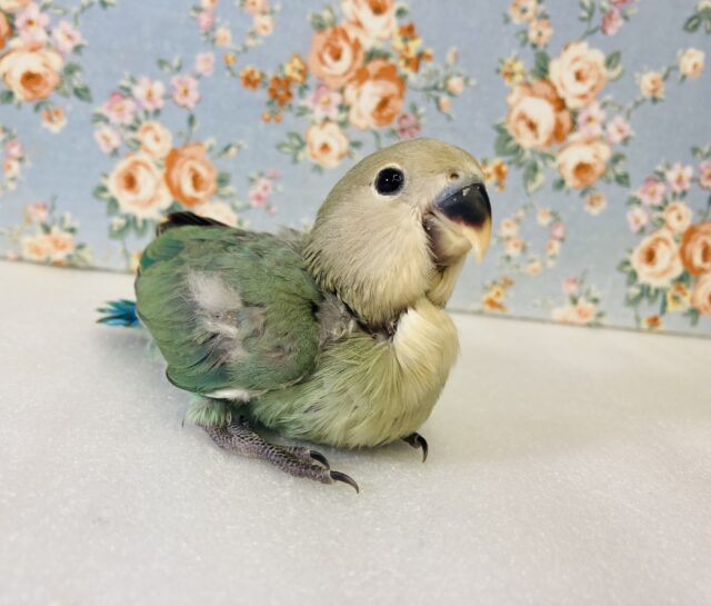 コザクラインコ（小桜インコ）