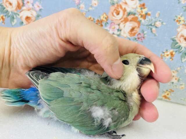 コザクラインコ（小桜インコ）