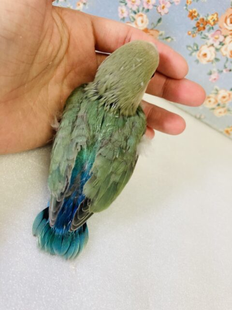 コザクラインコ（小桜インコ）