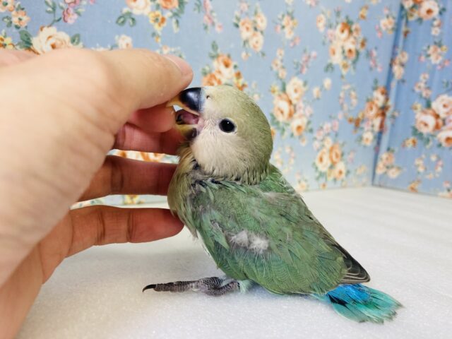 コザクラインコ（小桜インコ）