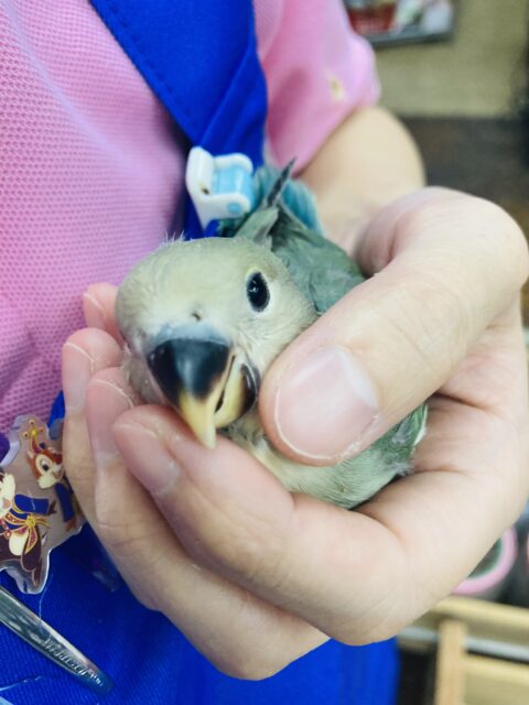 こりゃたまらん❤︎*ˊᵕˋ 手乗りコザクラインコ(シーグリーン)💚🤍