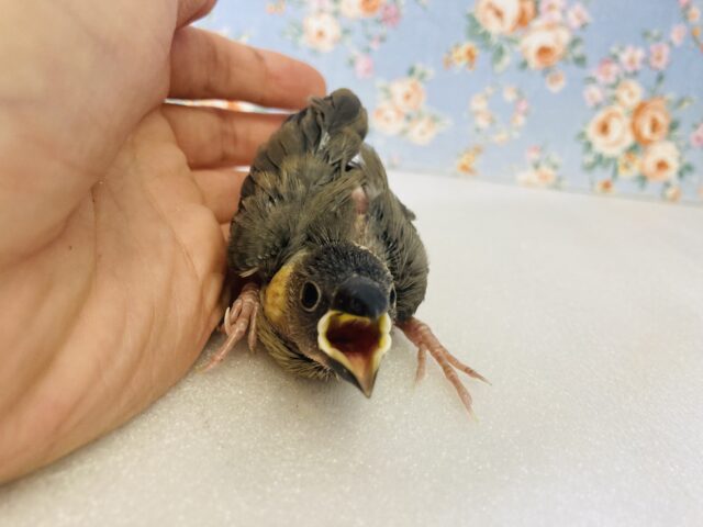 小さな桜文鳥のヒナちゃん入舎です❤︎🌸🌸