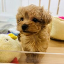 いつだって明るさを届けるよ〜♬.*ﾟミックス犬くん(トイプードル×マルチーズ)