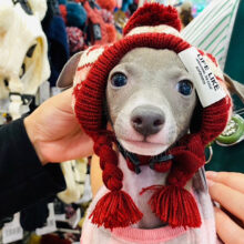 可愛すぎるじゃ〜〜ないかっ♡イタリアングレイハウンドくん！
