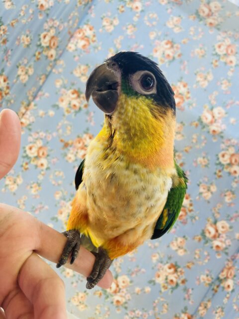 ズグロシロハラインコ