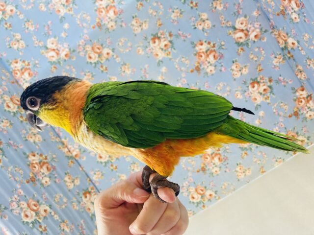 ズグロシロハラインコ