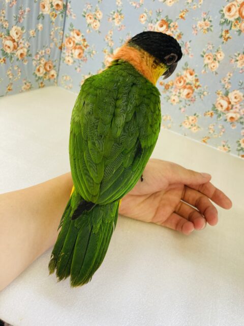 ズグロシロハラインコ