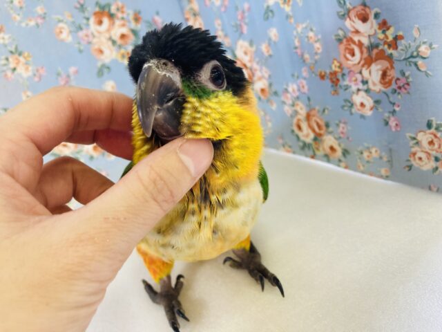 ズグロシロハラインコ