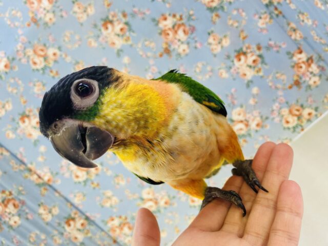 ズグロシロハラインコ