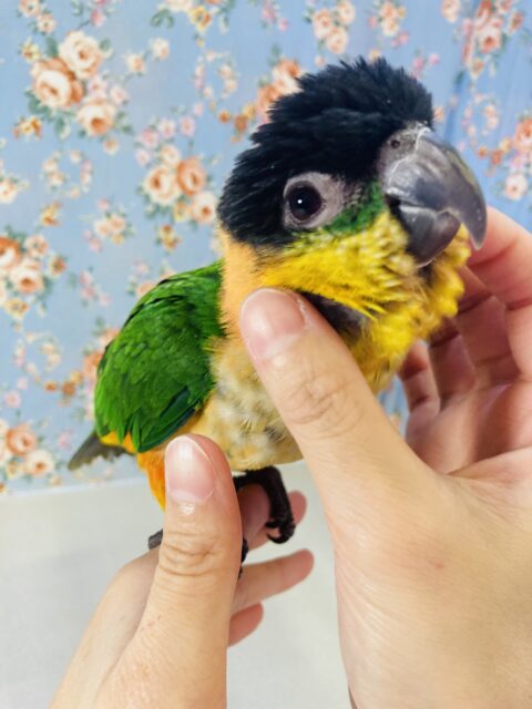 かわいいモモヒキ❤︎*ˊᵕˋ 将来有望です ❤︎ ⁾⁾手乗りズグロシロハラインコさん､男のコ♂