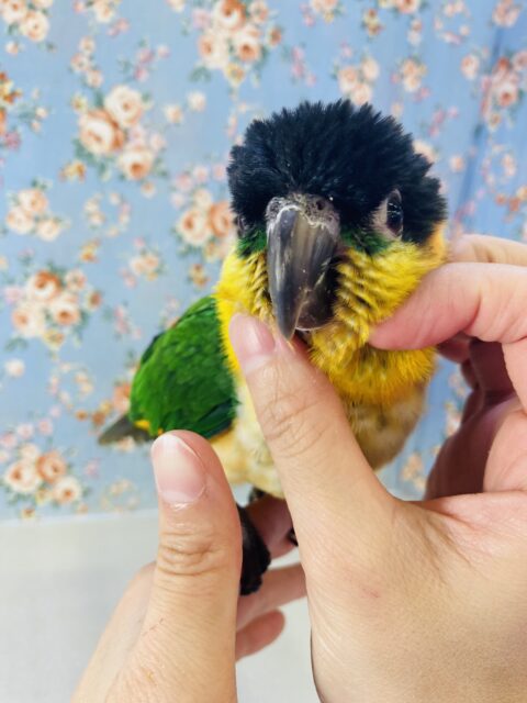 ズグロシロハラインコ