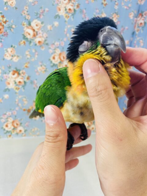 ズグロシロハラインコ