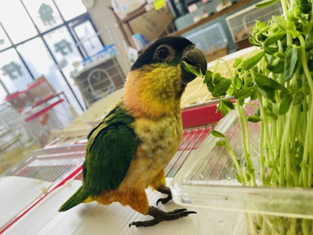 ズグロシロハラインコ