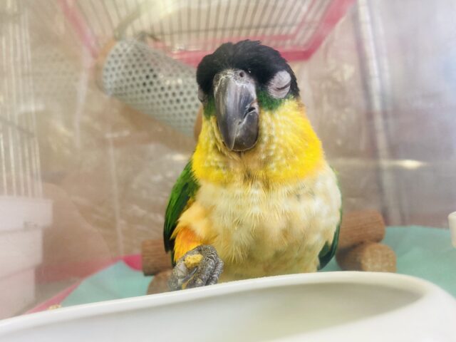 ズグロシロハラインコ