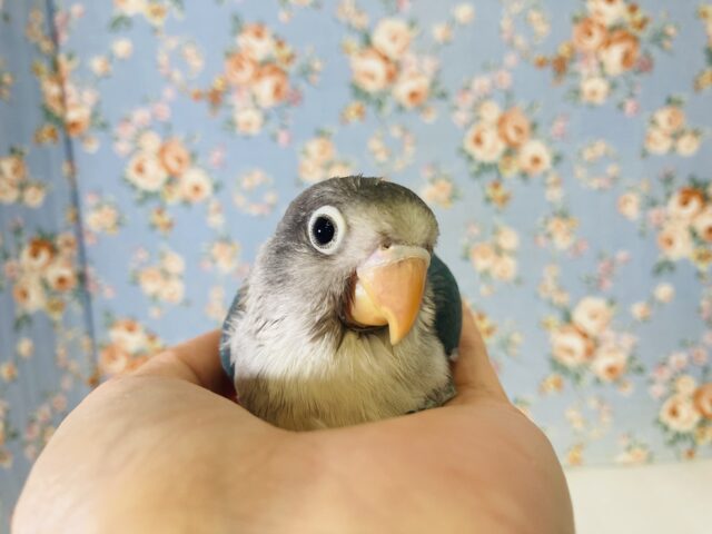 ブルーボタンインコ