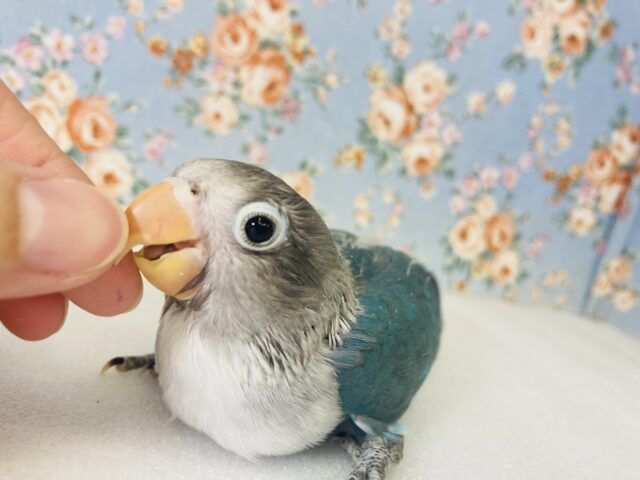 ブルーボタンインコ