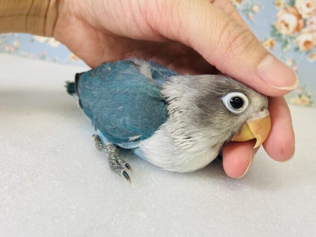 ブルーボタンインコ