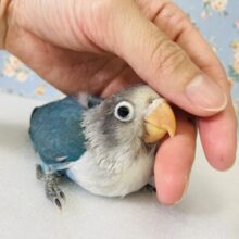 と~っても綺麗なブルーボタンちゃん入舎です🩵🫧✨