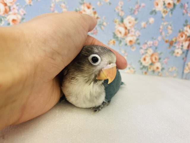 ブルーボタンインコ