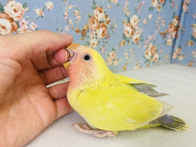 コザクラインコ（小桜インコ）