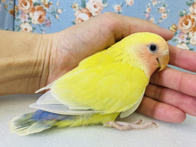 コザクラインコ（小桜インコ）