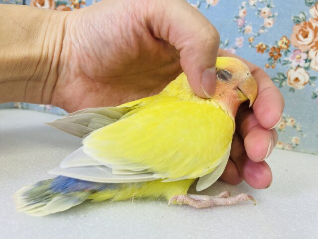 コザクラインコ（小桜インコ）