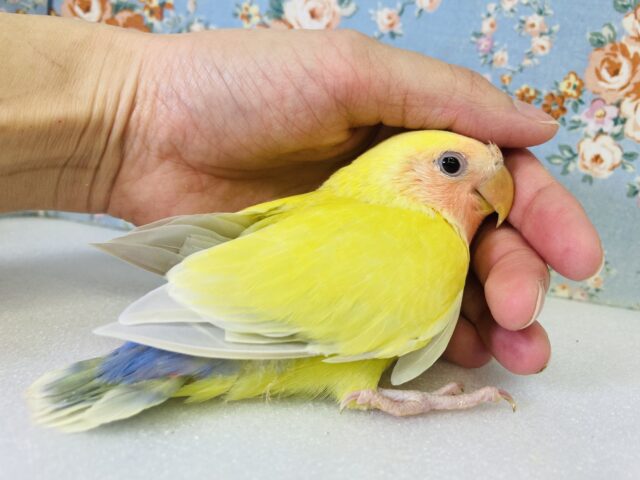 コザクラインコ（小桜インコ）