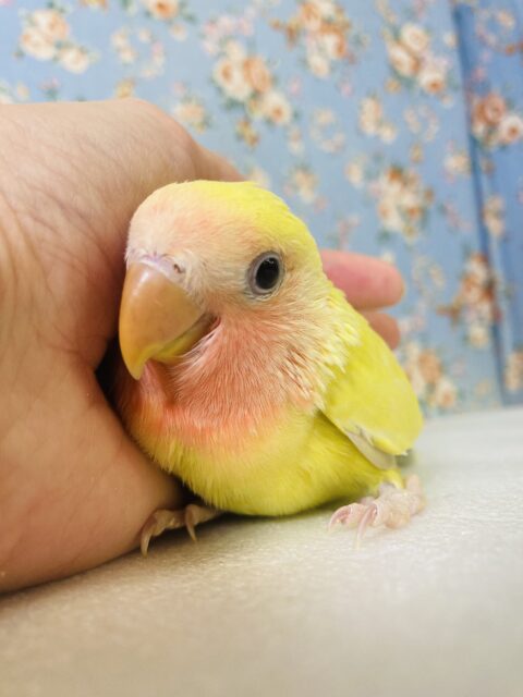 コザクラインコ（小桜インコ）