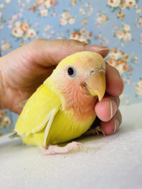 かわいすぎコザっち🌼 輝くゴールデン❢❢✨手乗りコザクラインコ(ゴールデンチェリー)🌟