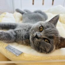 ちょっとかまってほしいかも…♡ブリティッシュショートヘアーくん！