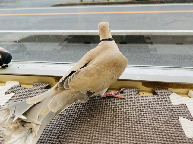 ジュズカケバト