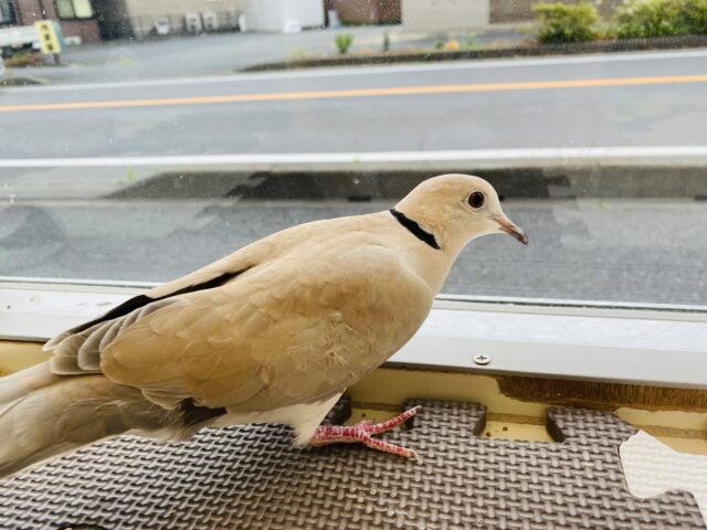 ジュズカケバト