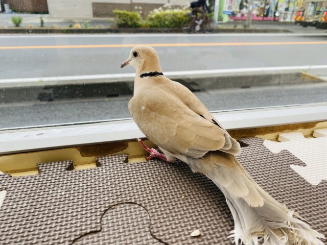 ジュズカケバト
