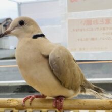 最新画像有ります❗️ハト胸でドヤ顔見せちゃうよ😏😏ジュズカケバトさん🐦