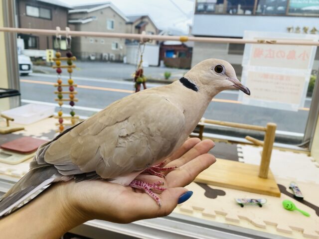 ジュズカケバト