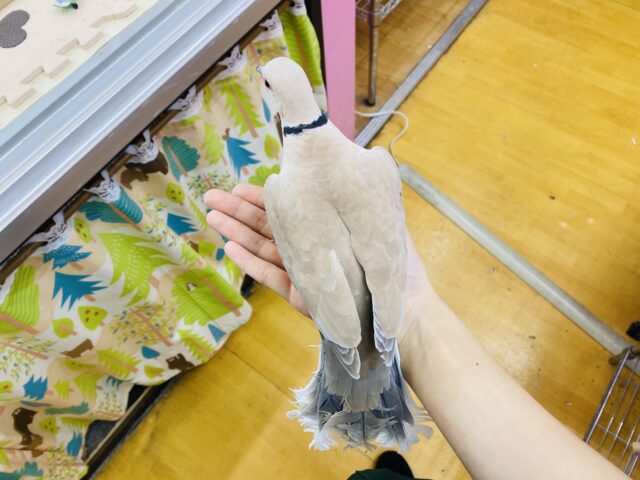 ジュズカケバト