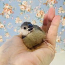 ペンギンさんみたい🐧❤︎かわいい桜文鳥のヒナちゃん入舎です❤︎🌸🌸