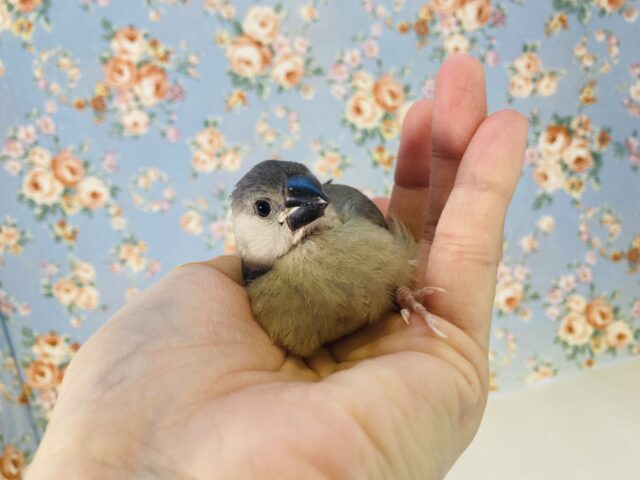 ペンギンさんみたい🐧❤︎かわいい桜文鳥のヒナちゃん入舎です❤︎🌸🌸