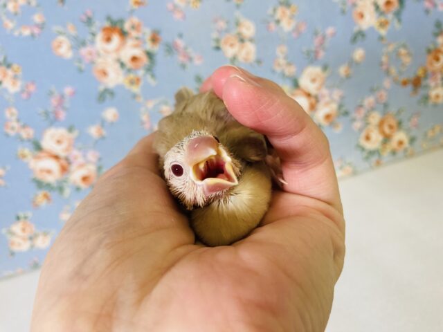 人気な理由がひと目で🧡✨シナモン文鳥のヒナちゃんです🌼