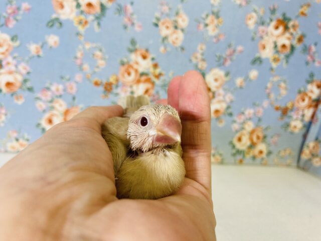 シナモン文鳥