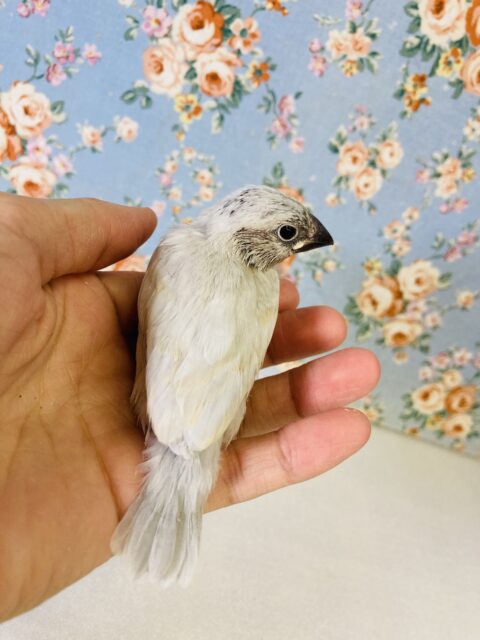 シルバー文鳥